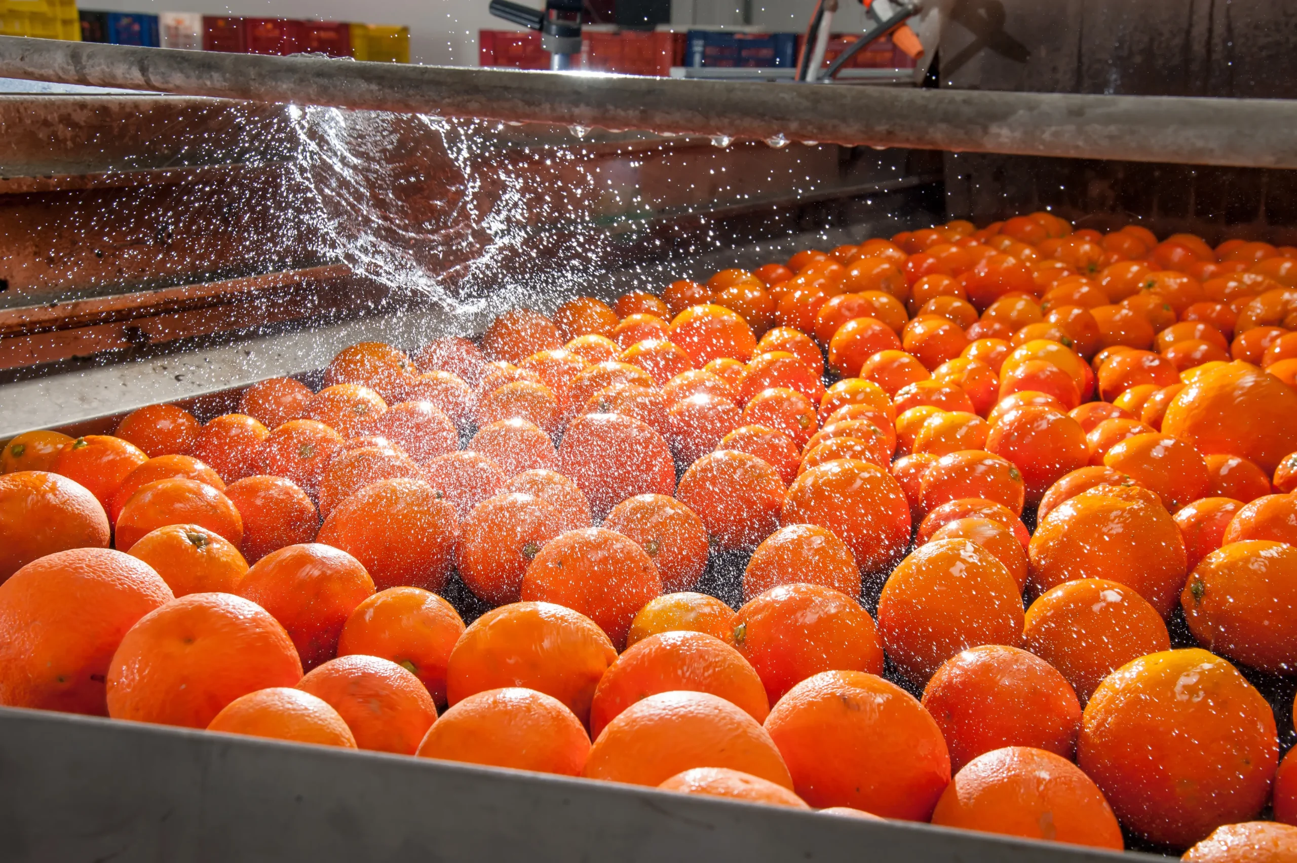 Oranges Washing Process