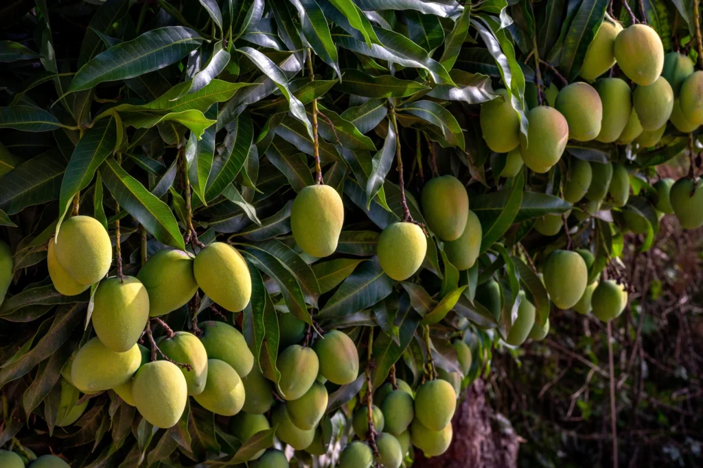 Mangoes